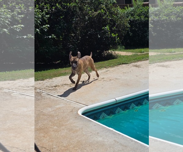 Medium Photo #10 Labsky Puppy For Sale in McDonough, GA, USA