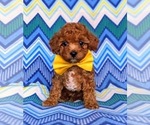 Small Photo #4 Cavapoo-Poodle (Toy) Mix Puppy For Sale in KIRKWOOD, PA, USA