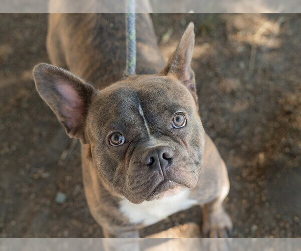 Medium Photo #1 French Bulldog-Unknown Mix Puppy For Sale in Martinez, CA, USA