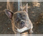 BOLOGNA - Male French Bulldog-Unknown Mix Dog for Adoption - Small photo
