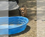 Small Labrador Retriever Mix