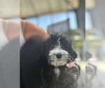 Small Photo #3 Bernedoodle (Miniature) Puppy For Sale in ELMHURST, IL, USA