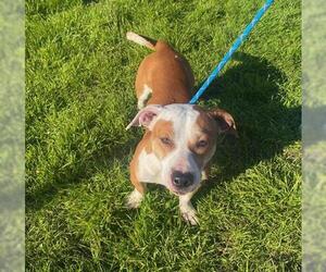 American Pit Bull Terrier-Unknown Mix Dogs for adoption in Lathrop, CA, USA