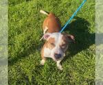 Small American Pit Bull Terrier Mix