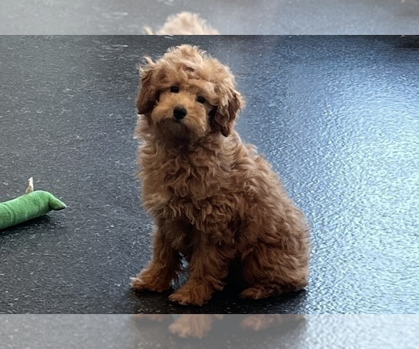 Medium Photo #17 Poodle (Toy) Puppy For Sale in WARSAW, IN, USA