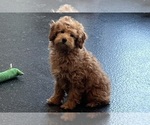 Small #6 Poodle (Toy)