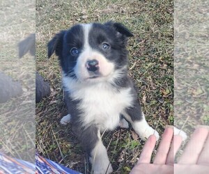 Border Collie Litter for sale in NORBORNE, MO, USA