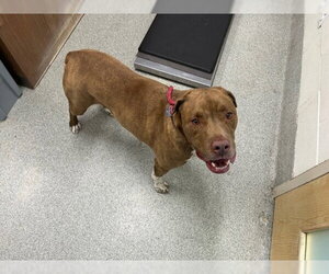 Mutt Dogs for adoption in Fort Collins, CO, USA