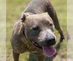 Small #1 American Staffordshire Terrier Mix