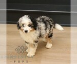 Small #1 Bernedoodle (Miniature)
