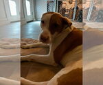 Small #1 American Pit Bull Terrier Mix