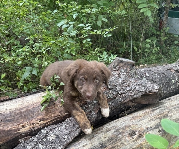 Medium Photo #8 Borador Puppy For Sale in MARION, VA, USA