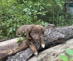 Small #7 Borador