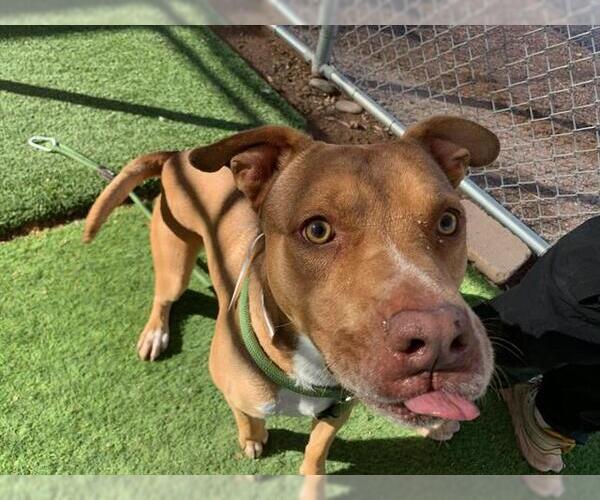 Medium Photo #3 Boxer-Staffordshire Bull Terrier Mix Puppy For Sale in Chandler, AZ, USA