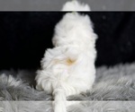 Small Photo #90 Maltipoo (Miniature) Puppy For Sale in WARSAW, IN, USA