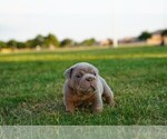 Puppy 6 English Bulldog