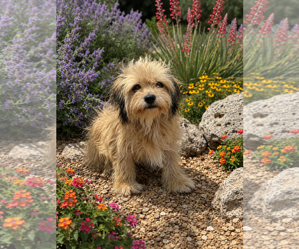 Medium Photo #4 Shih Tzu-Unknown Mix Puppy For Sale in PIPE CREEK, TX, USA