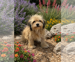 Small #3 Shih Tzu Mix
