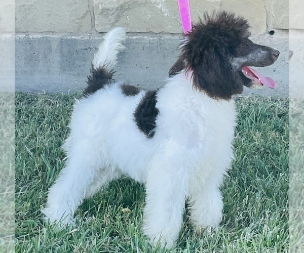 Medium Photo #2 Poodle (Standard) Puppy For Sale in GROVETON, TX, USA