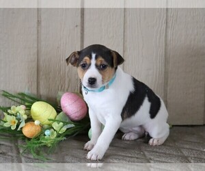Jack Russell Terrier Puppy for sale in FREDERICKSBG, OH, USA