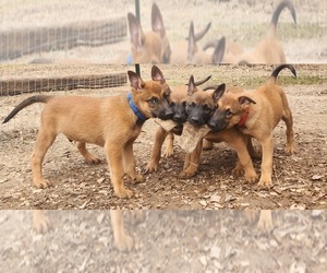 Belgian Malinois Puppy for sale in MARION, LA, USA