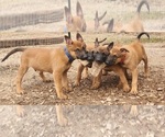 Small Photo #1 Belgian Malinois Puppy For Sale in MARION, LA, USA