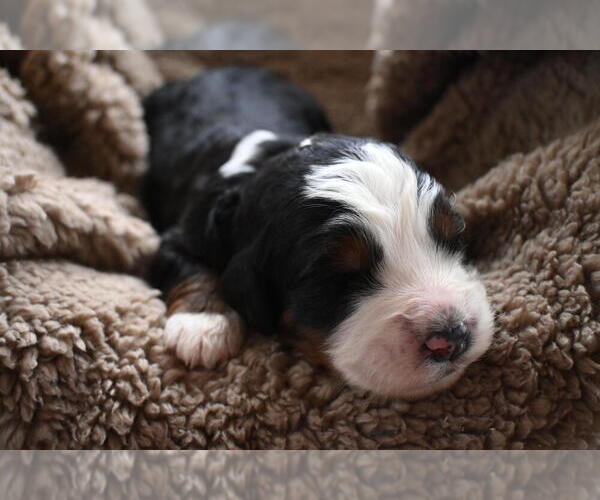 Medium Photo #19 Bernedoodle Puppy For Sale in ELMWOOD, IL, USA