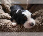 Small Photo #19 Bernedoodle Puppy For Sale in ELMWOOD, IL, USA