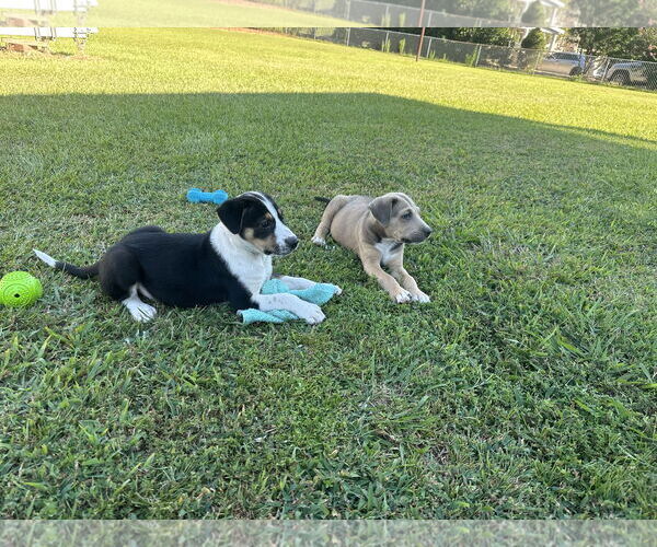 Medium Photo #2 Labrador Retriever-Unknown Mix Puppy For Sale in Garner, NC, USA