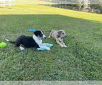 Small #1 Labrador Retriever Mix