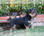Small Photo #5 Yorkshire Terrier Puppy For Sale in ESCONDIDO, CA, USA