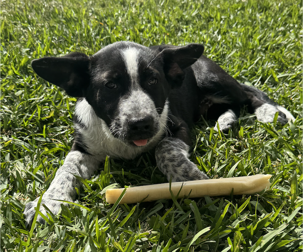 Medium Photo #2 Labrador Retriever-Unknown Mix Puppy For Sale in The Woodlands, TX, USA