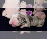 Small Photo #6 Olde English Bulldogge Puppy For Sale in LOUISVILLE, KY, USA