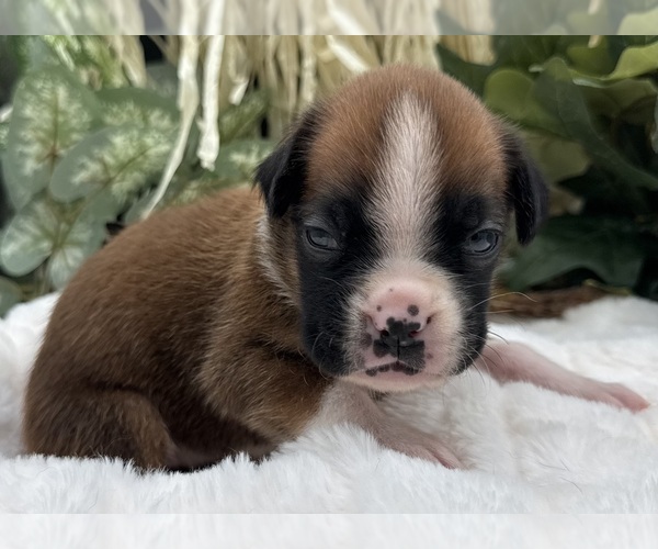 Medium Photo #3 Boxer Puppy For Sale in PAWNEE CITY, NE, USA