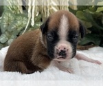Small #2 Boxer