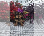Small #2 Yorkshire Terrier