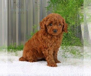 Goldendoodle (Miniature) Puppy for sale in BIRD IN HAND, PA, USA