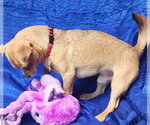 Small #2 Chihuahua Mix