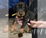Puppy Gonzo Doberman Pinscher