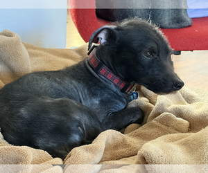 Bobby: Miracle Boy! - Male Mutt Dog for Adoption - Photo #16