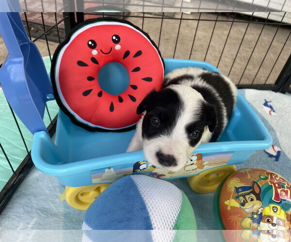 Medium Photo #3 Great Pyrenees Puppy For Sale in Spring, TX, USA
