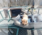 Small Photo #8 Labrador Retriever Puppy For Sale in RANDALL, MN, USA