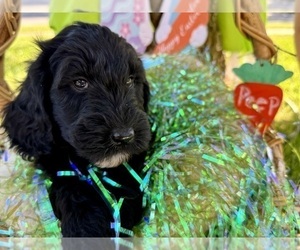 Double Doodle Puppy for sale in FRIENDSWOOD, TX, USA