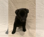 Small Photo #4 German Shepherd Dog Puppy For Sale in WASHOUGAL, WA, USA