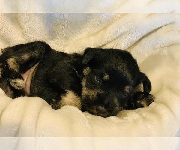 Medium Photo #2 Schnauzer (Miniature) Puppy For Sale in SPRINGBORO, OH, USA