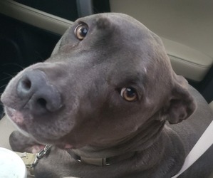 American Pit Bull Terrier Dogs for adoption in FRANKLIN, IN, USA