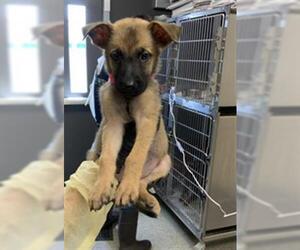 German Shepherd Dog-Unknown Mix Dogs for adoption in Visalia, CA, USA