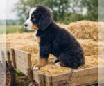 Small #2 Bernese Mountain Dog