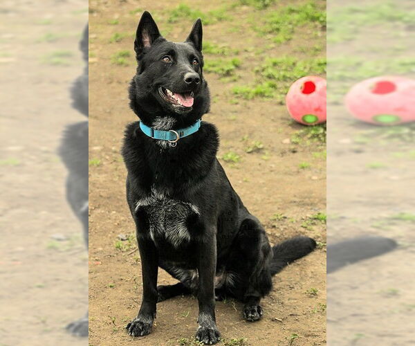 Medium Photo #2 German Shepherd Dog-Unknown Mix Puppy For Sale in Sacramento, CA, USA