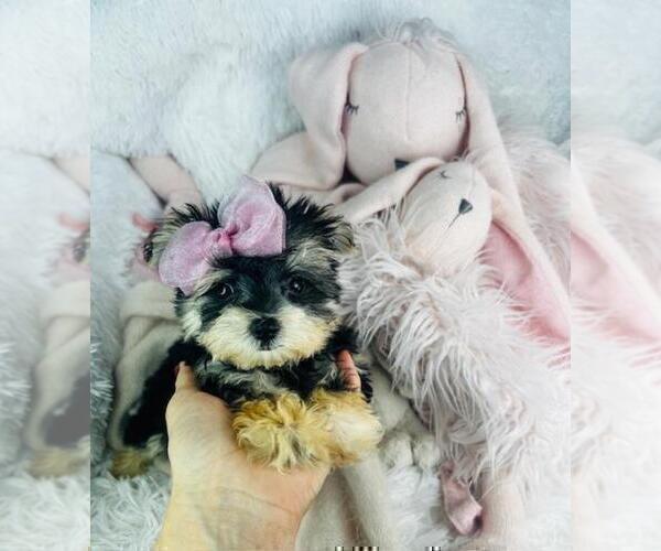 Medium Photo #19 Morkie Puppy For Sale in MIAMI, FL, USA